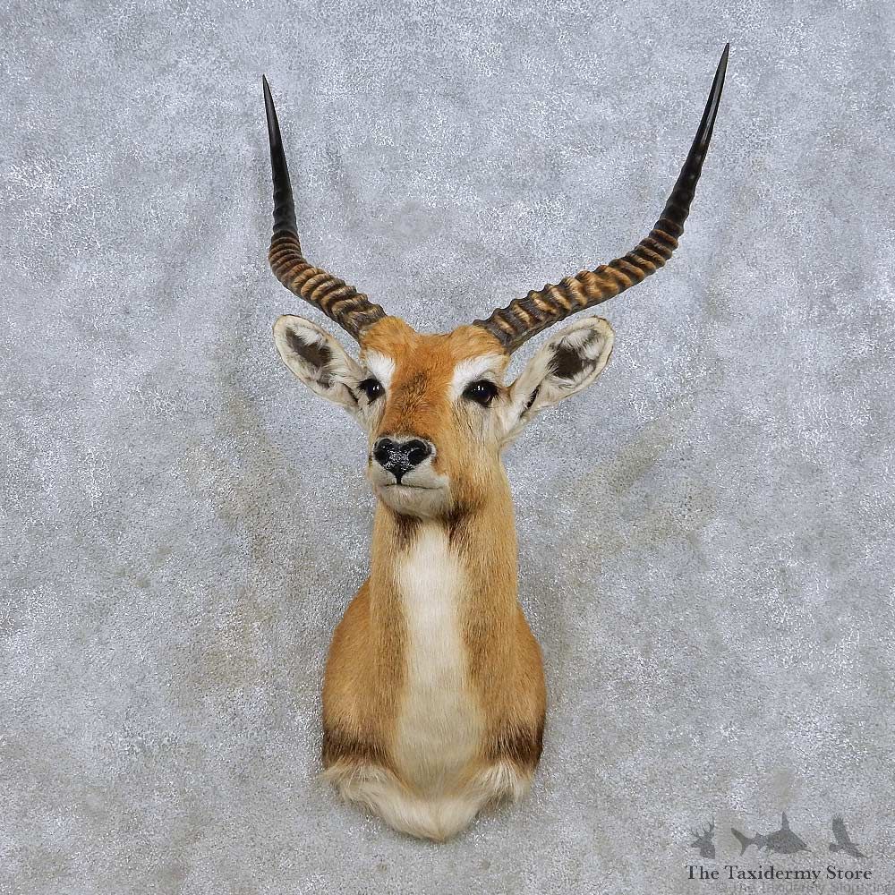 Kafue Flats Lechwe Shoulder Mount For Sale #14260 @ The Taxidermy Store