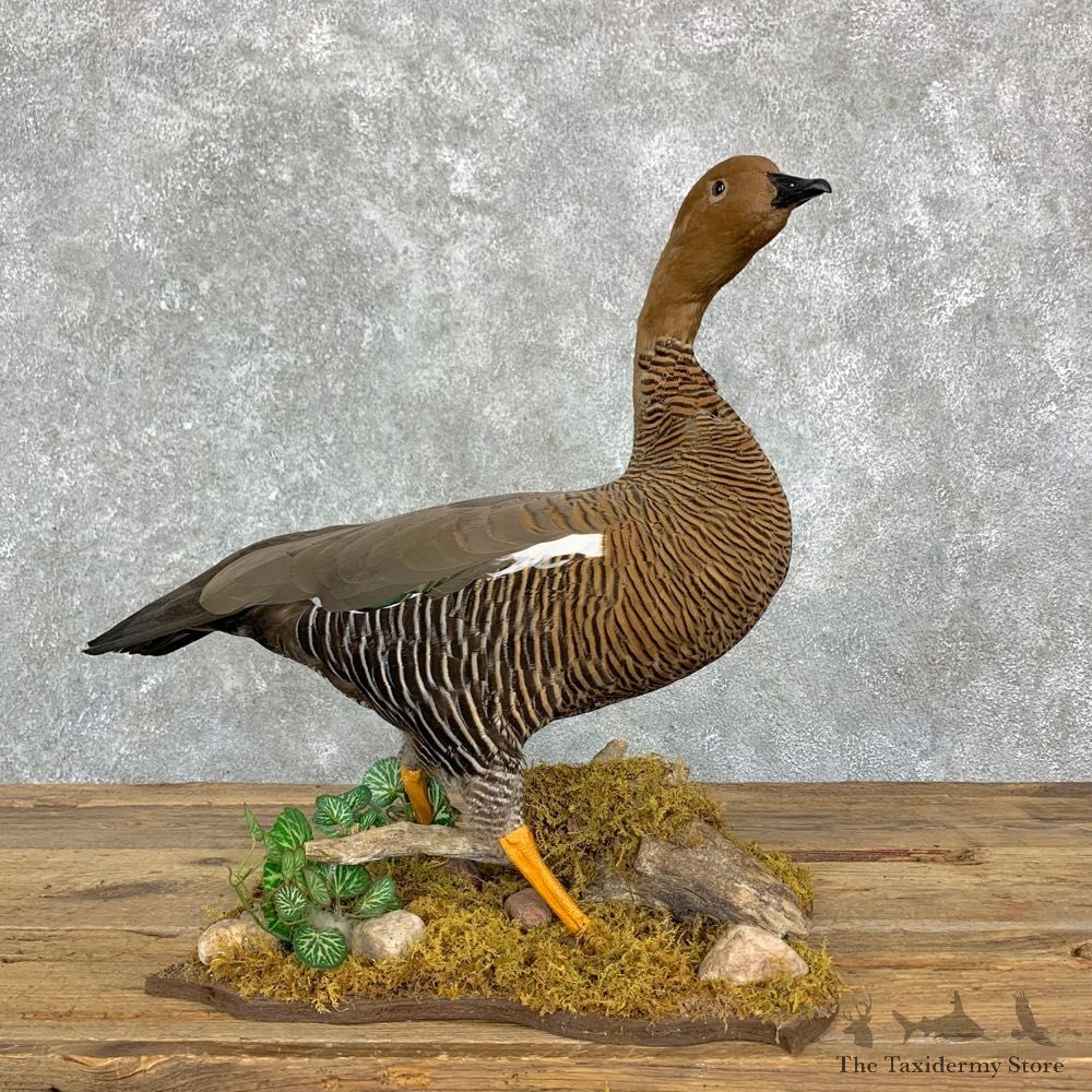 Upland (Magellan) Goose Bird Mount For Sale #23180 @ The Taxidermy Store
