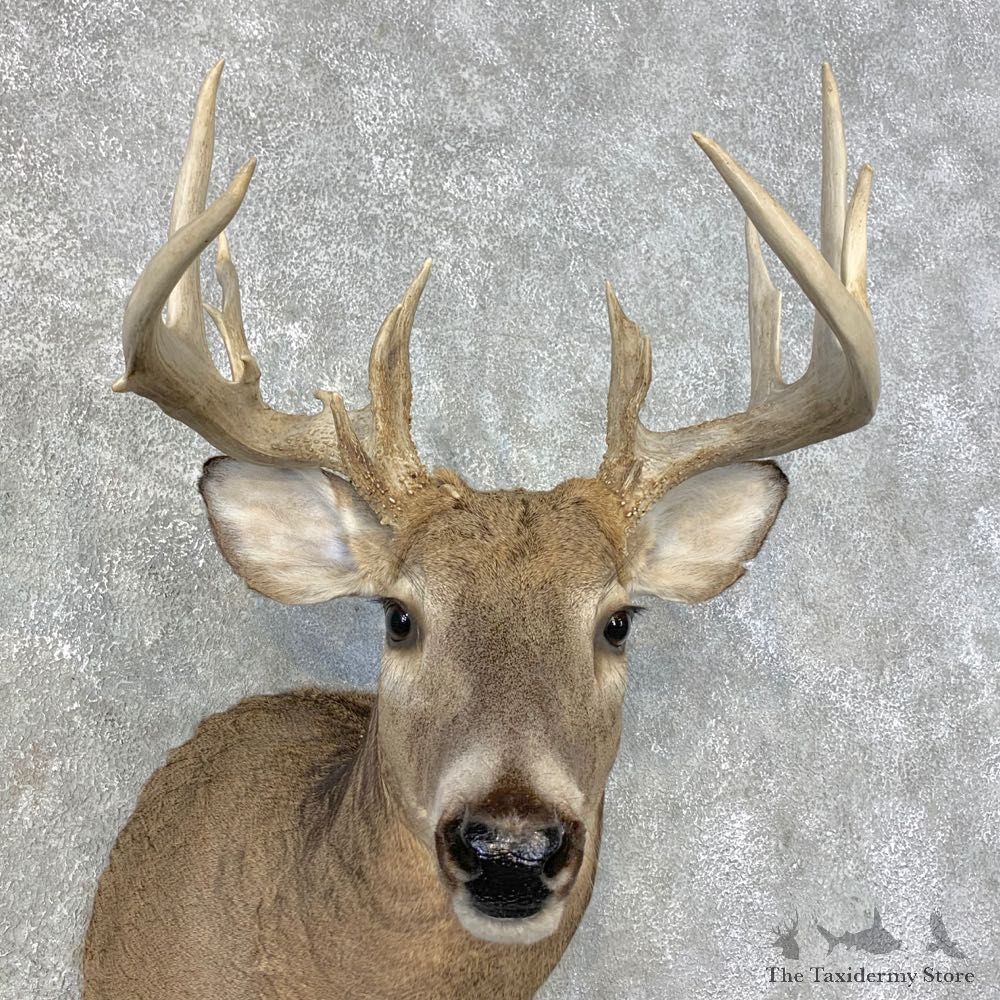 Whitetail Deer Shoulder Mount #21472 For Sale - The Taxidermy Store