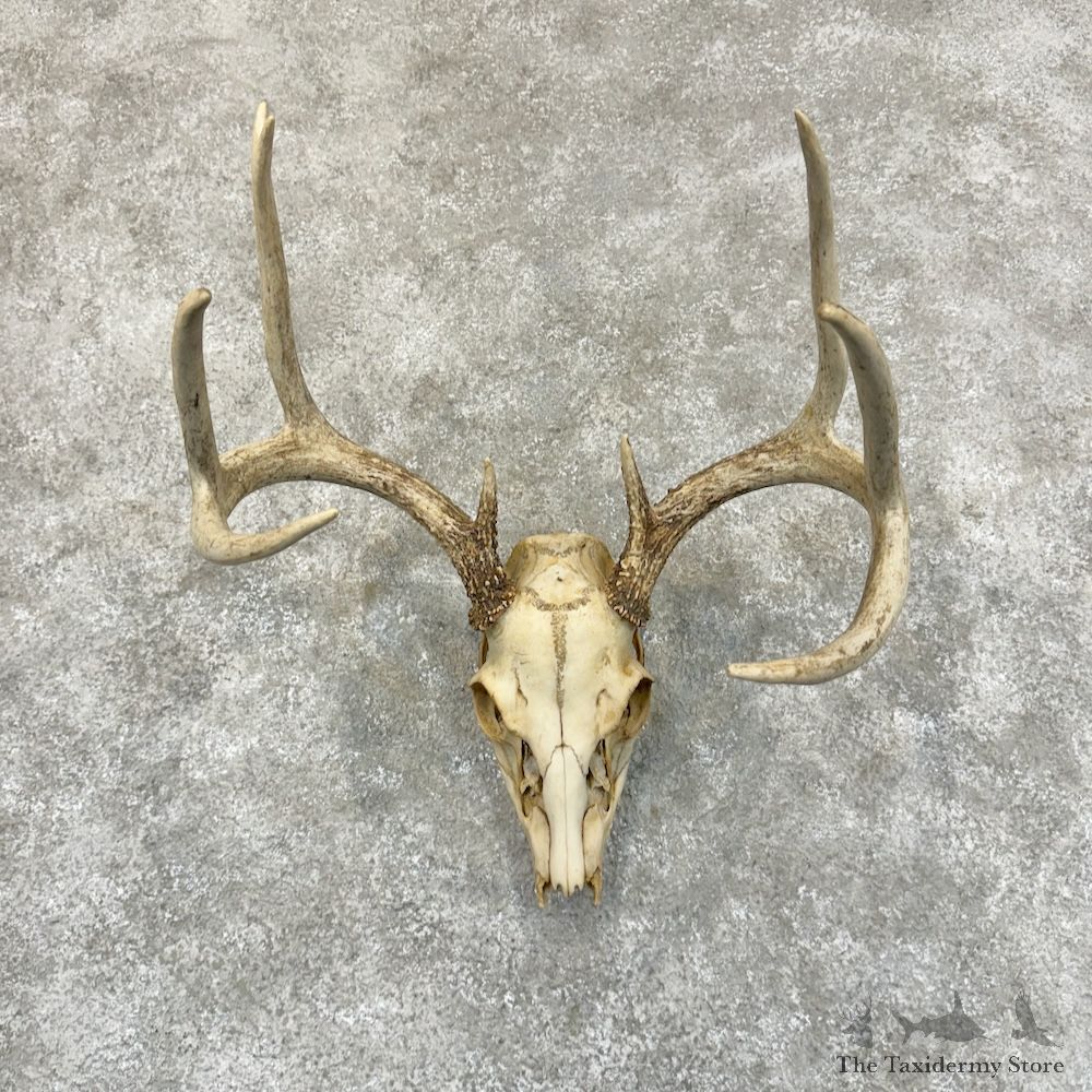 Whitetail Deer Skull European Mount For Sale #29245 @ The Taxidermy Store