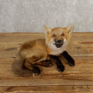Juvenile Red Fox Life-Size Mount For Sale #20660 @ The Taxidermy Store