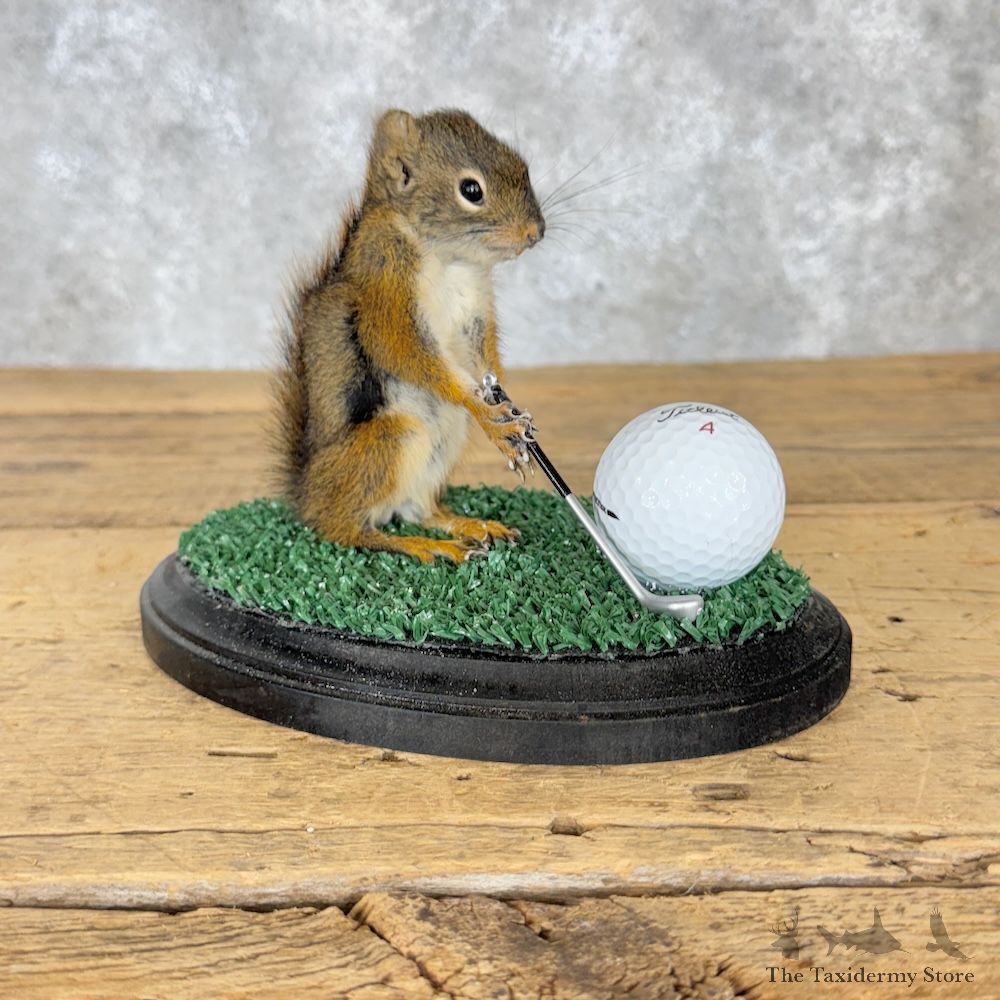 Golfing Squirrel Novelty Mount For Sale #29952 @ The Taxidermy Store