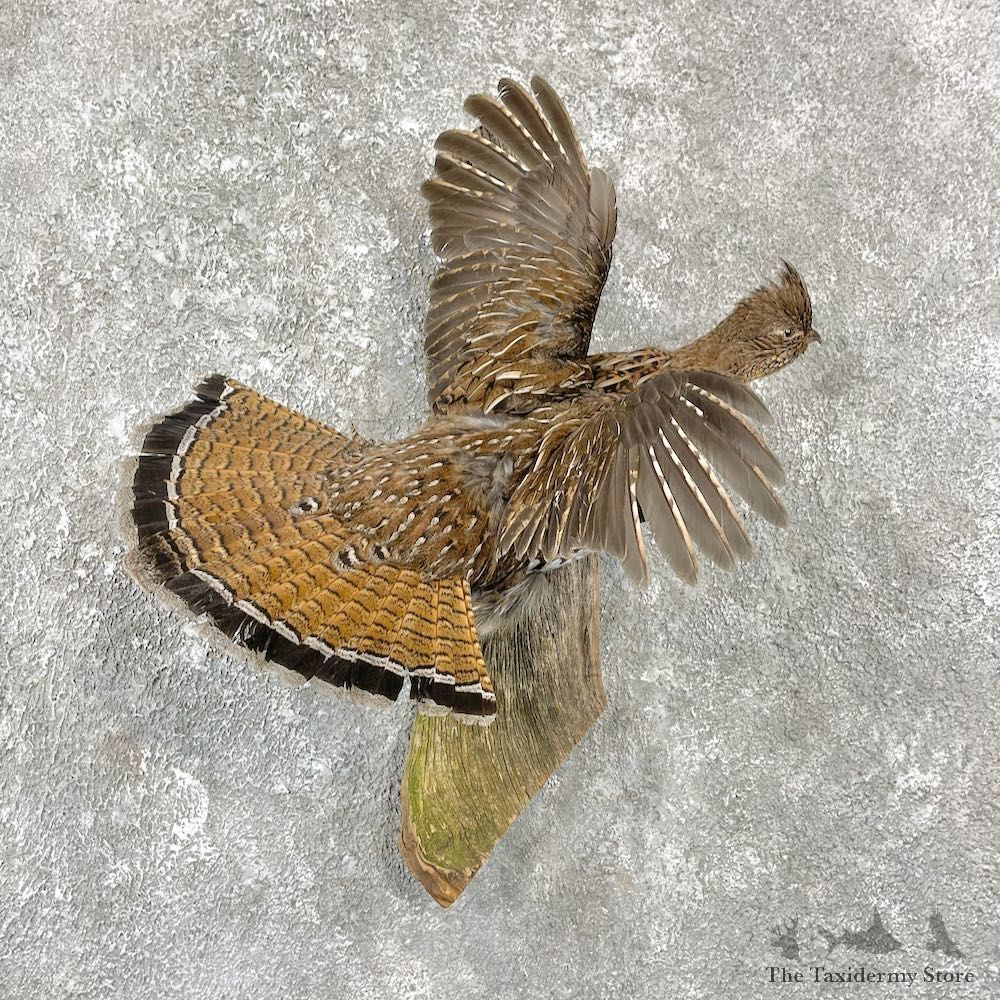 Ruffed Grouse Bird Mount For Sale #25940 @ The Taxidermy Store
