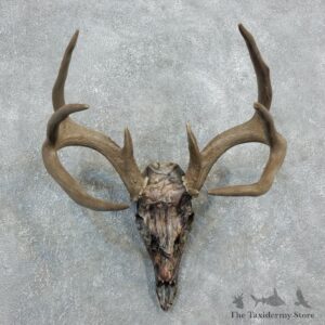Whitetail Deer Dipped Skull Mount For Sale #18317 @ The Taxidermy Store