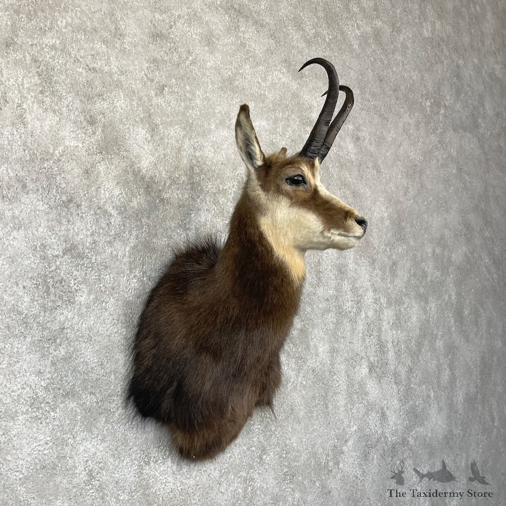South Pacific Chamois Shoulder Mount For Sale #28264 @ The Taxidermy Store