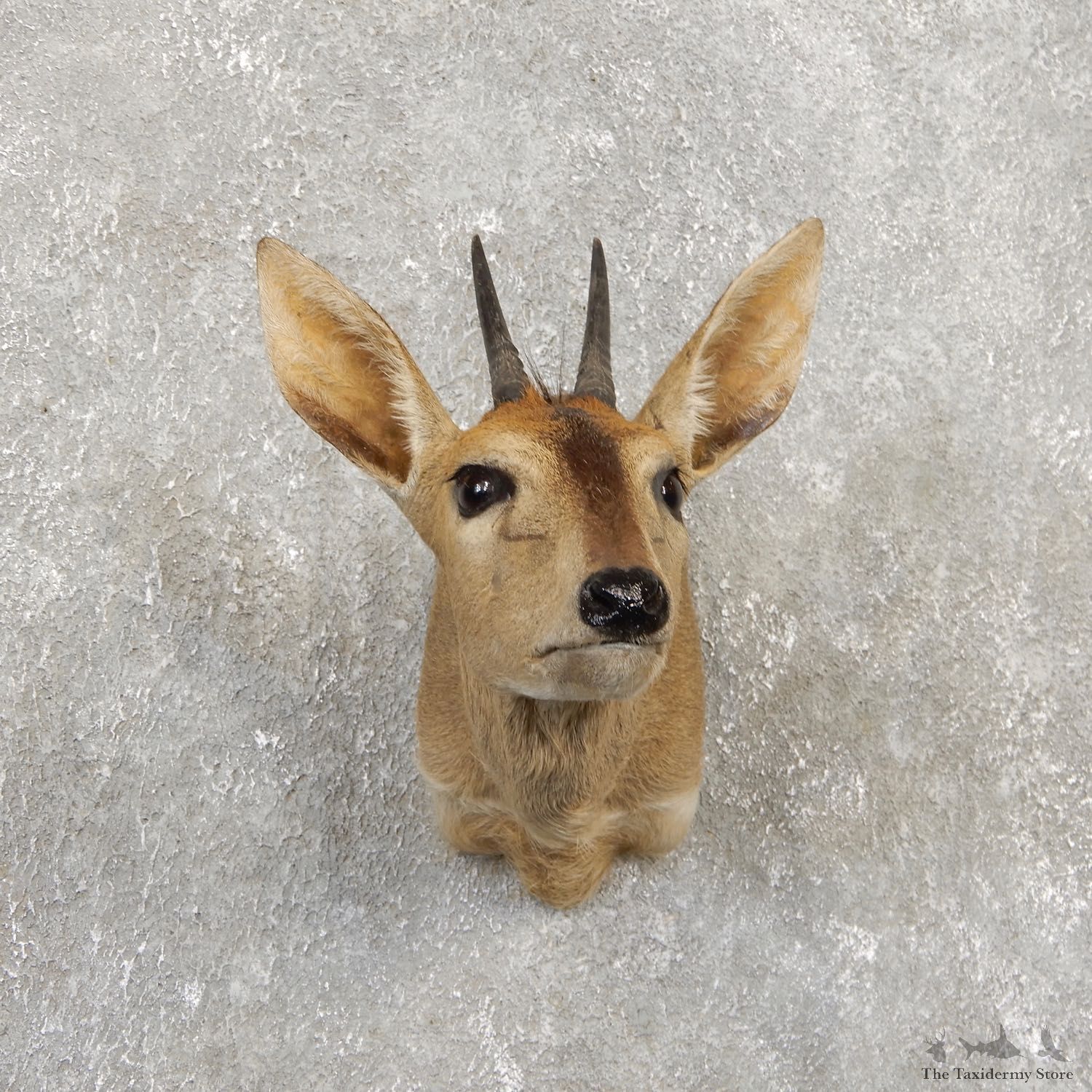Bush Duiker Shoulder Mount For Sale #19923 @ The Taxidermy Store