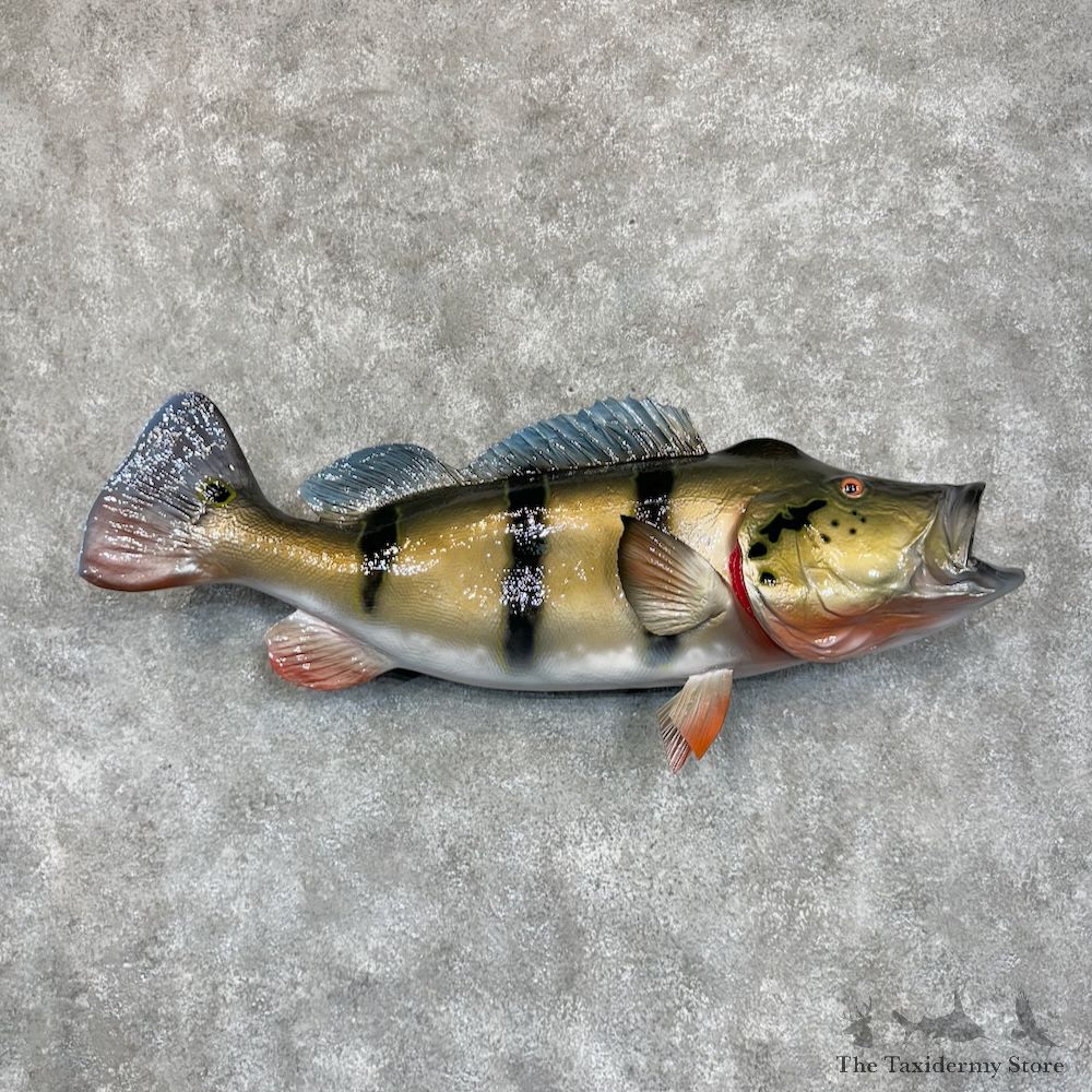 Peacock Bass Fish Mount For Sale #29368 @ The Taxidermy Store