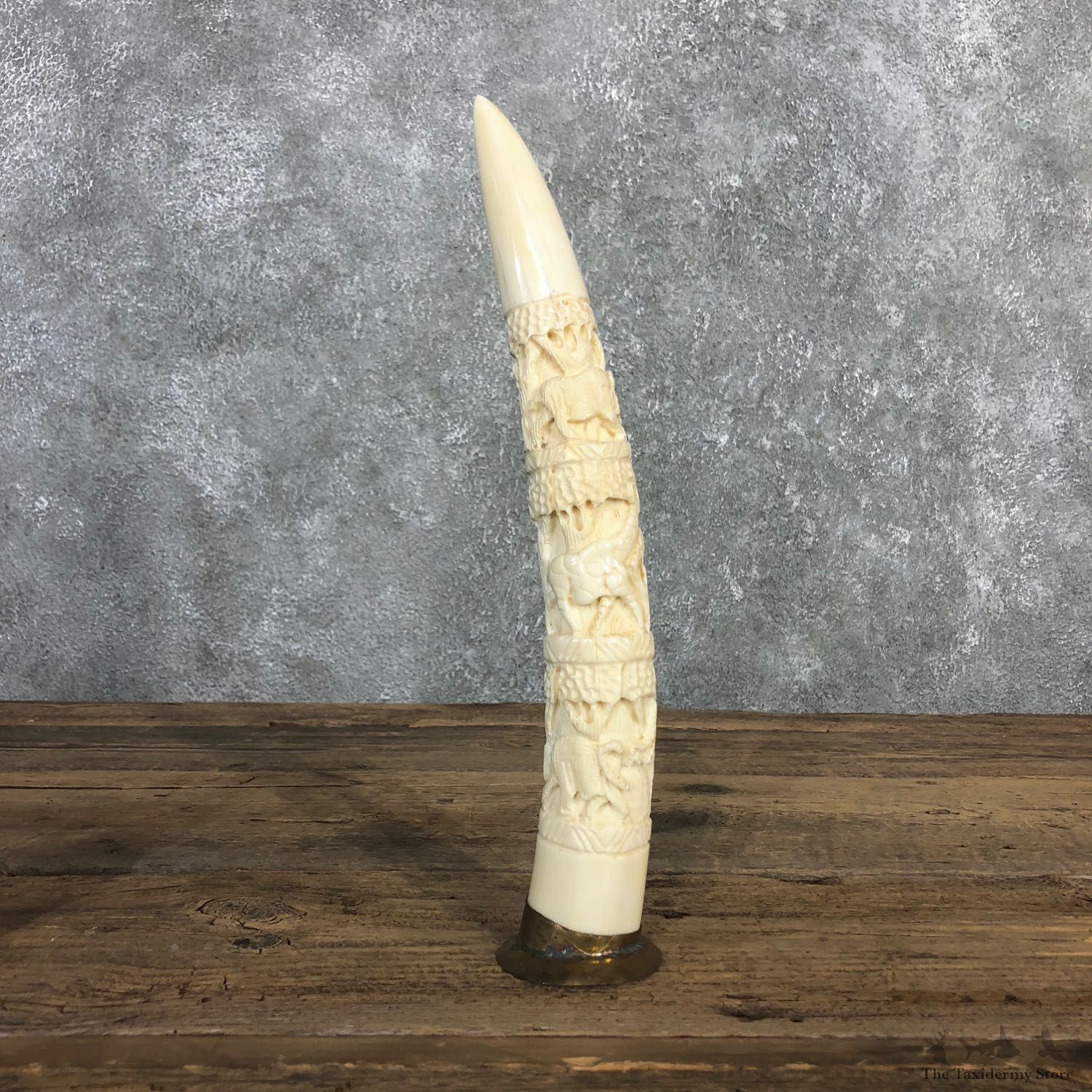 Carved Hippopotamus Tooth For Sale #19964 @ The Taxidermy Store