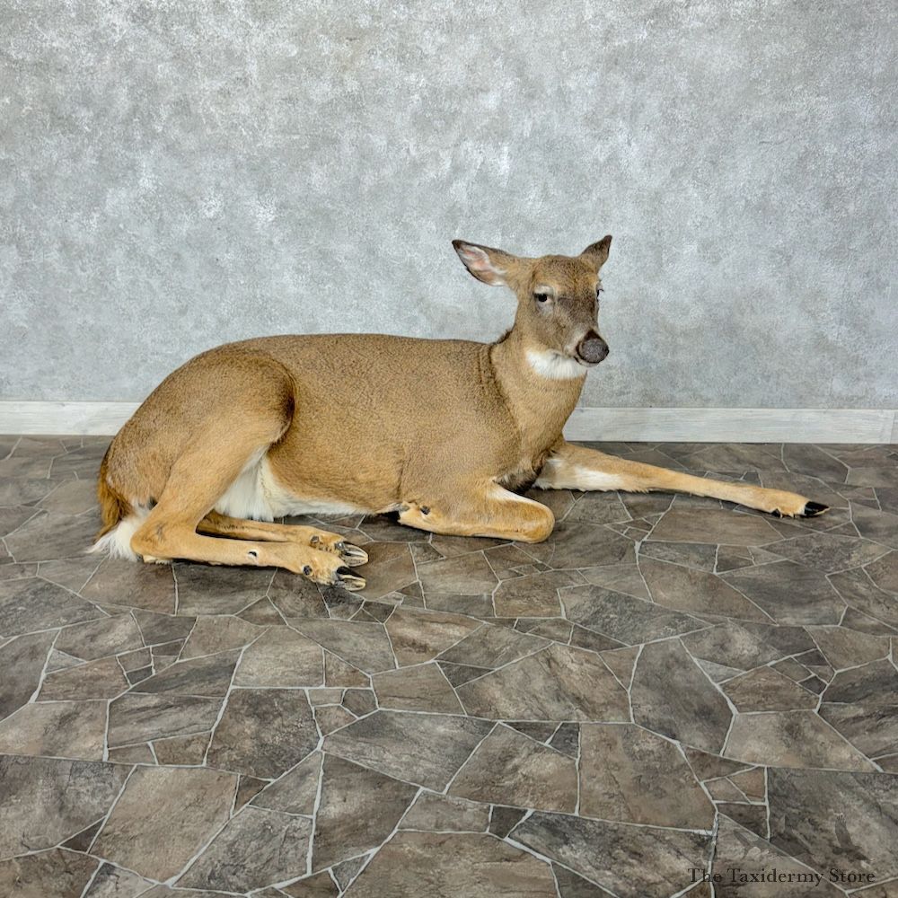 Whitetail Deer Doe Life-Size Mount For Sale #29556 @ The Taxidermy Store