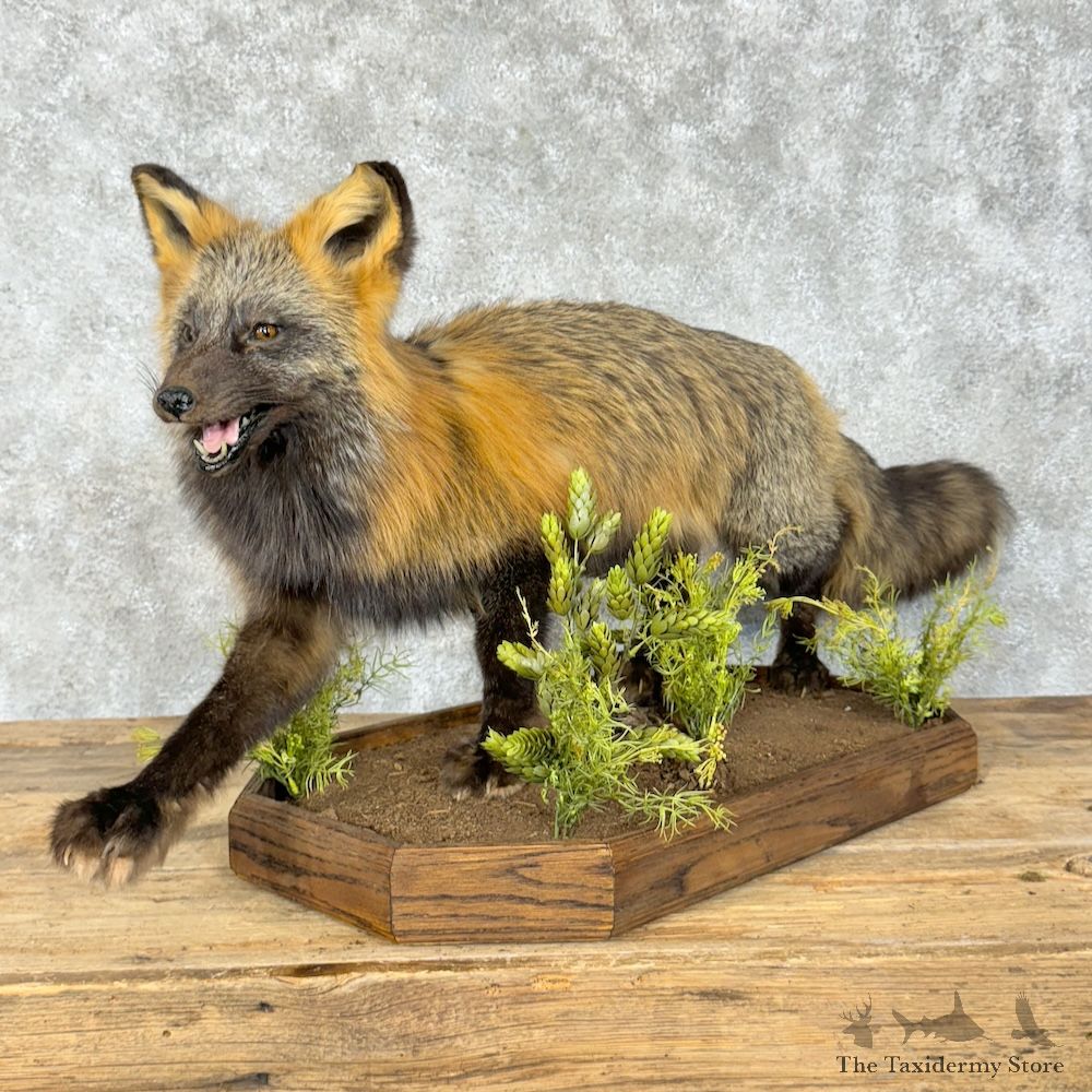 Tri Color Cross Fox Mount For Sale #29473 @ The Taxidermy Store