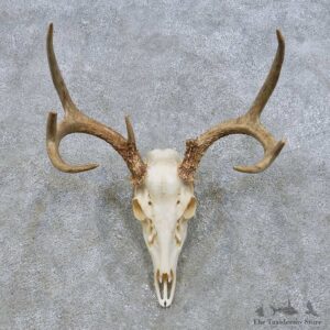 Whitetail Deer Skull European Mount For Sale #14641 @ The Taxidermy Store
