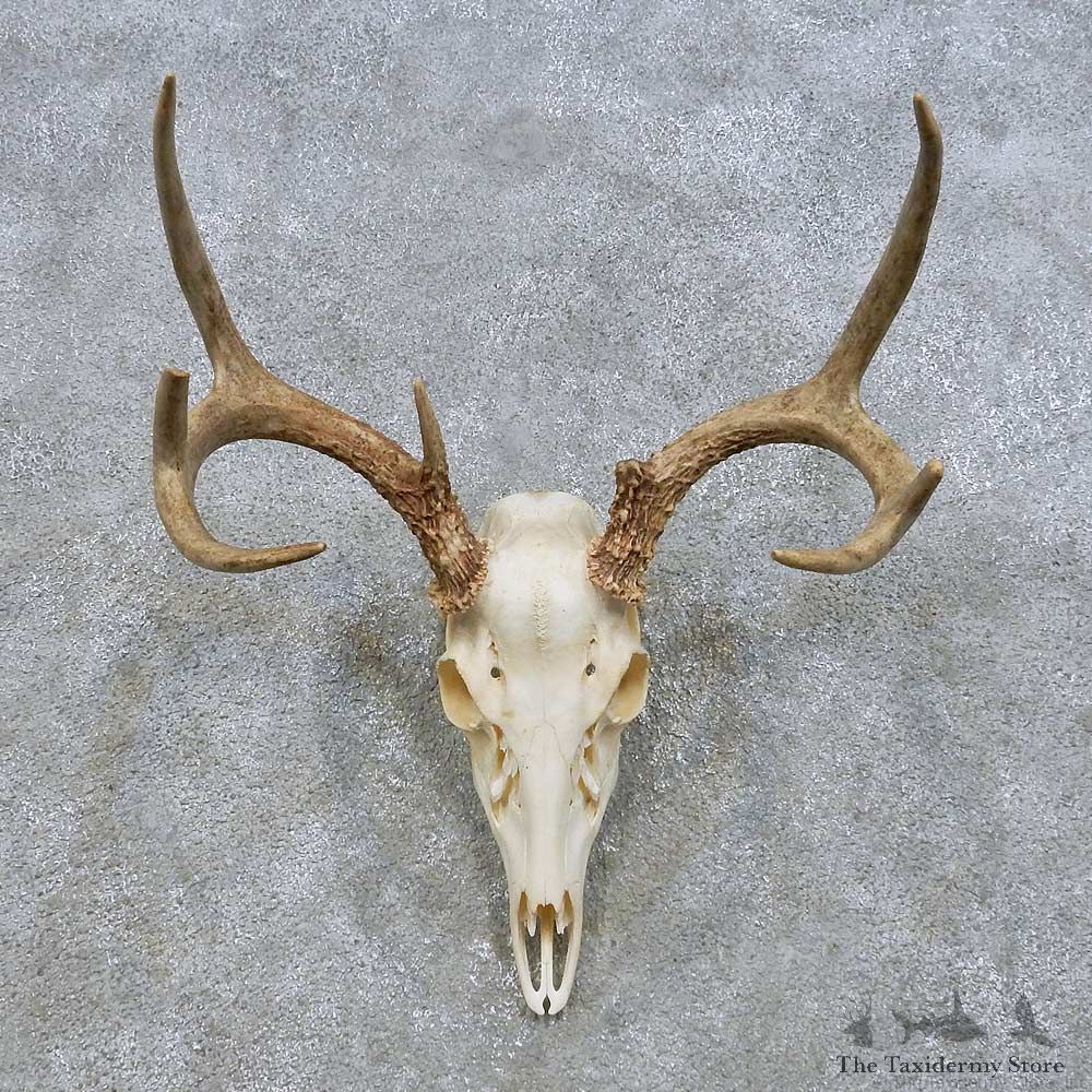 Whitetail Deer Skull European Mount For Sale #14641 @ The Taxidermy Store