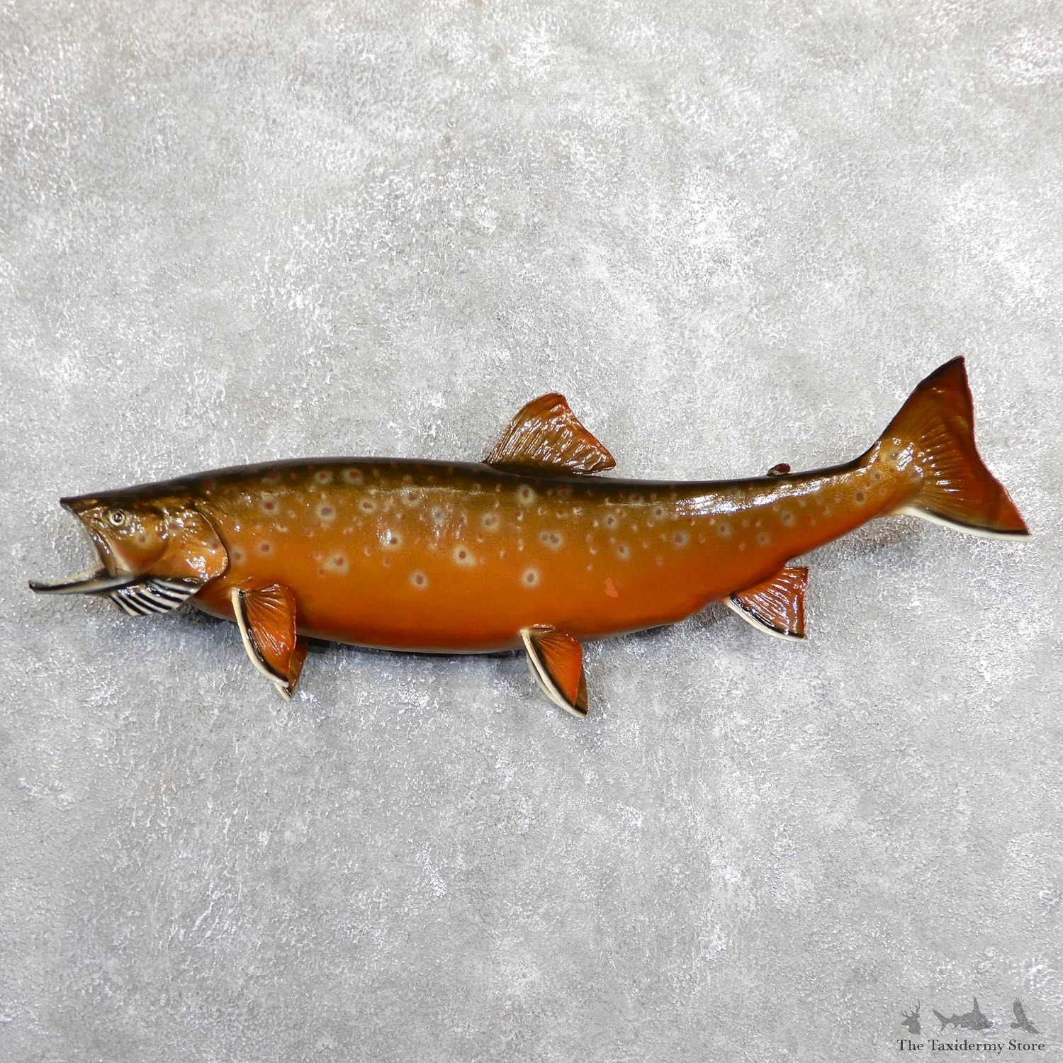 Arctic Char Fish Mount #19680 For Sale @ The Taxidermy Store