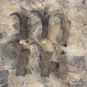 Pronghorn Antelope Horn Craft Pack For Sale #22011 @ The Taxidermy Store