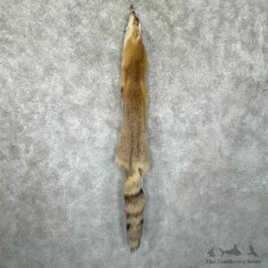 Red Fox Tanned Hide For Sale #30952 @ The Taxidermy Store