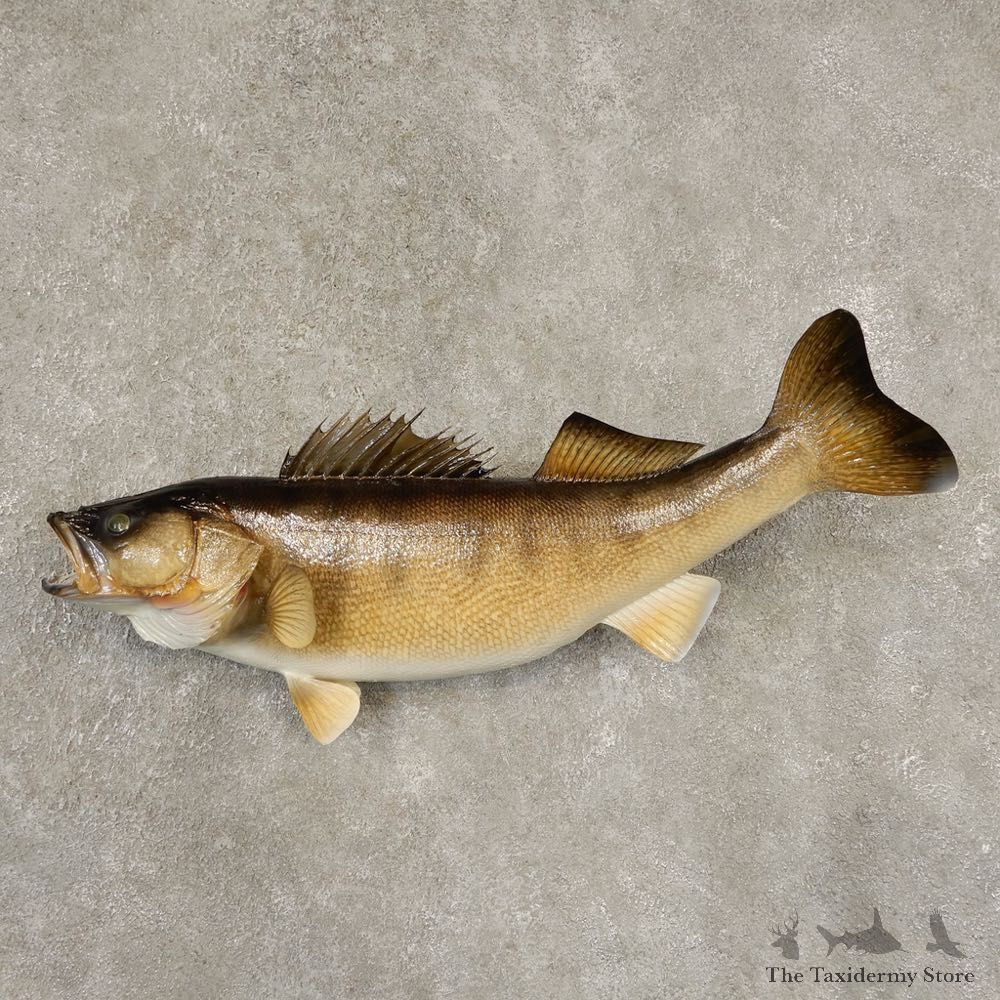 Walleye Taxidermy Fish Mount #21601 For Sale @ The Taxidermy Store