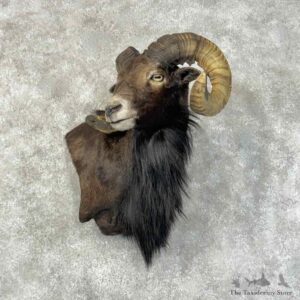 Black Hawaiian Ram Wall Pedestal Mount For Sale #31241 @ The Taxidermy Store