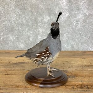 California Quail Bird Mount For Sale #22716 @ The Taxidermy Store