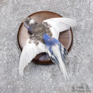 Parakeet Bird Mount For Sale #18586 @ The Taxidermy Store