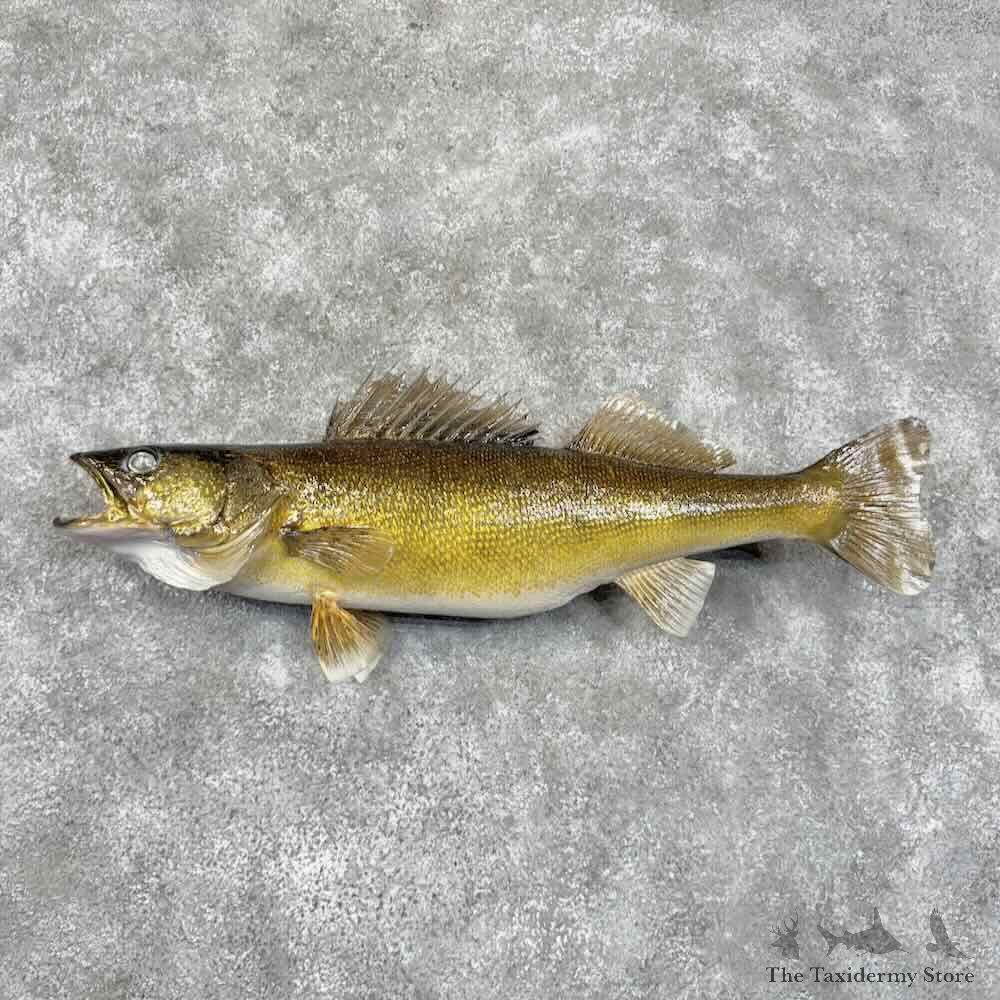 Walleye Fish Mount For Sale #30978 @ The Taxidermy Store