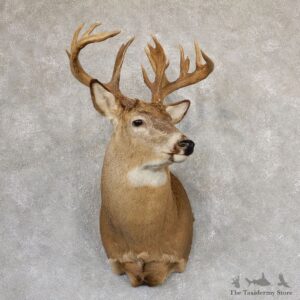 Whitetail Deer Shoulder Taxidermy Mount For Sale #18985 @ The Taxidermy Store