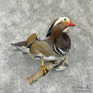Mandarin Duck Bird Mount For Sale #31702 @ The Taxidermy Store