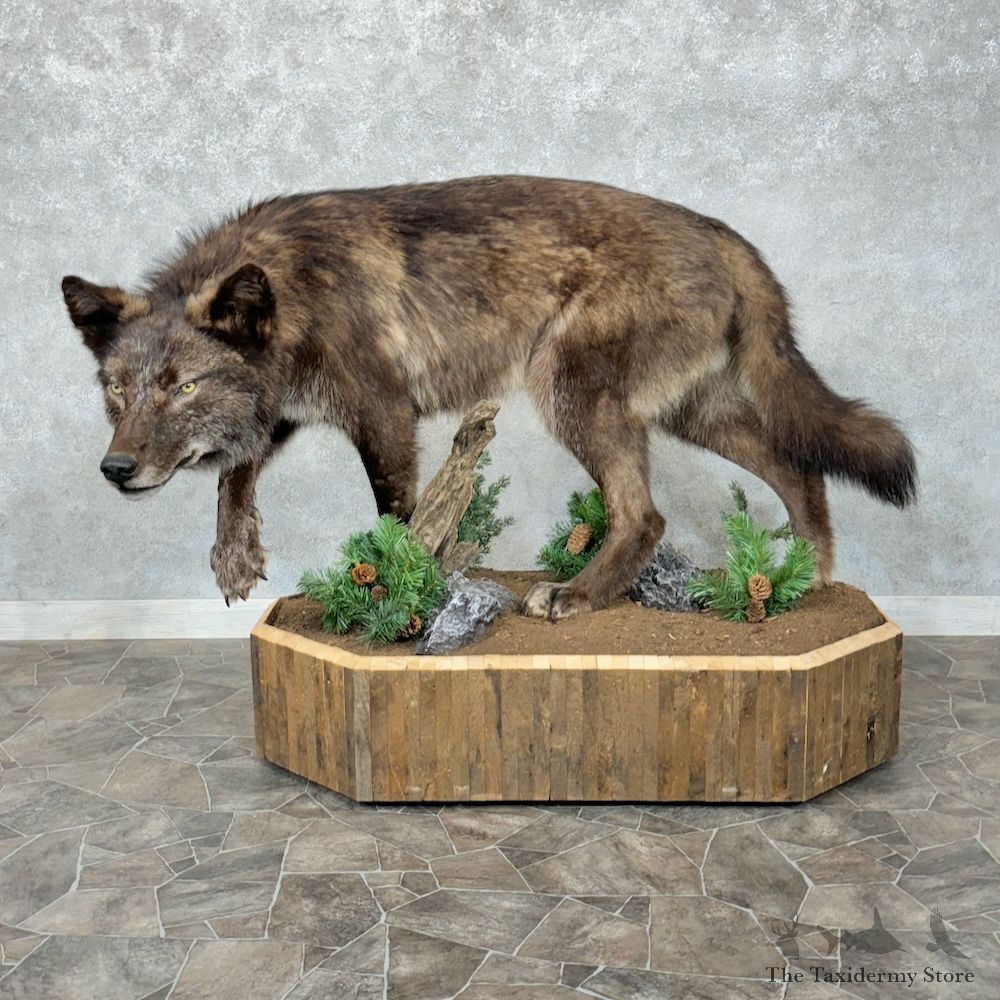 Black Alaskan Grey Wolf Life-Size Mount For Sale #29553 @ The Taxidermy Store