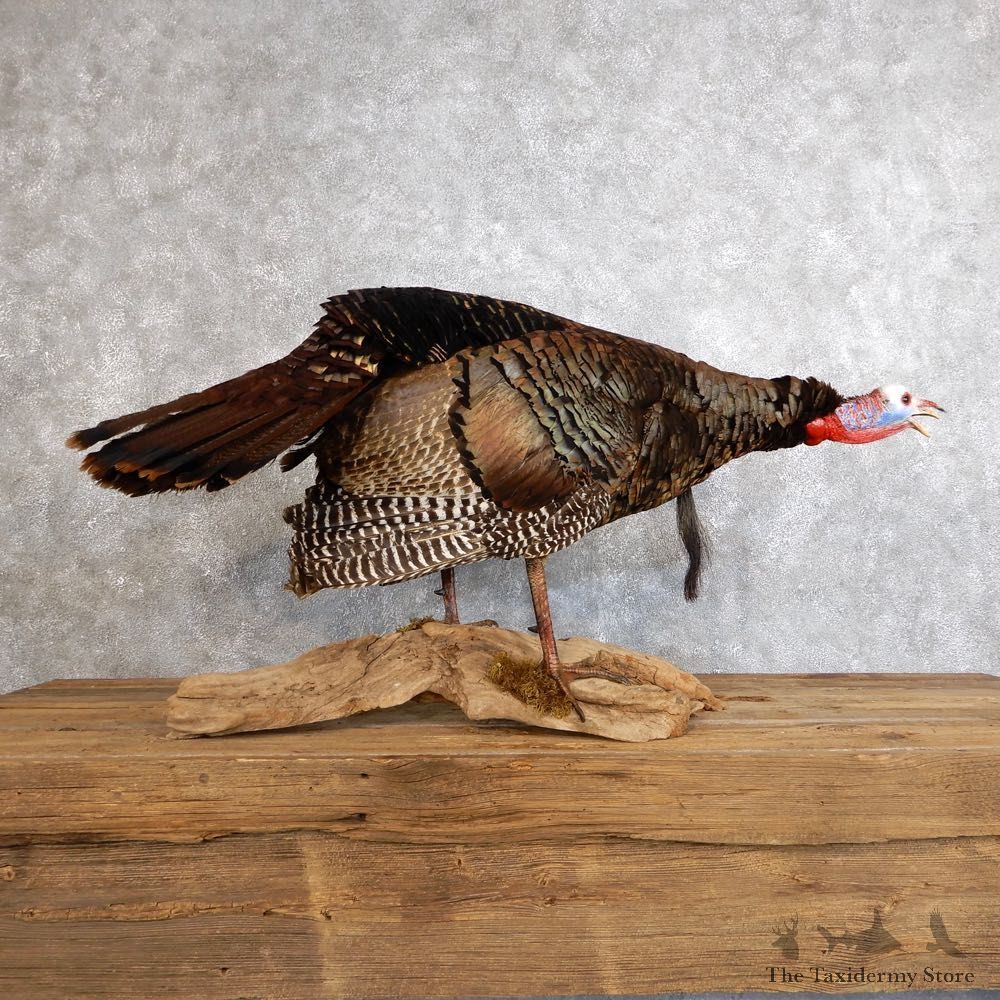 Eastern Turkey Bird Mount For Sale #18560 @ The Taxidermy Store