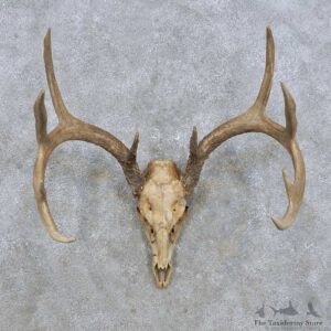 Whitetail Deer Skull & Antler European Taxidermy Mount For Sale