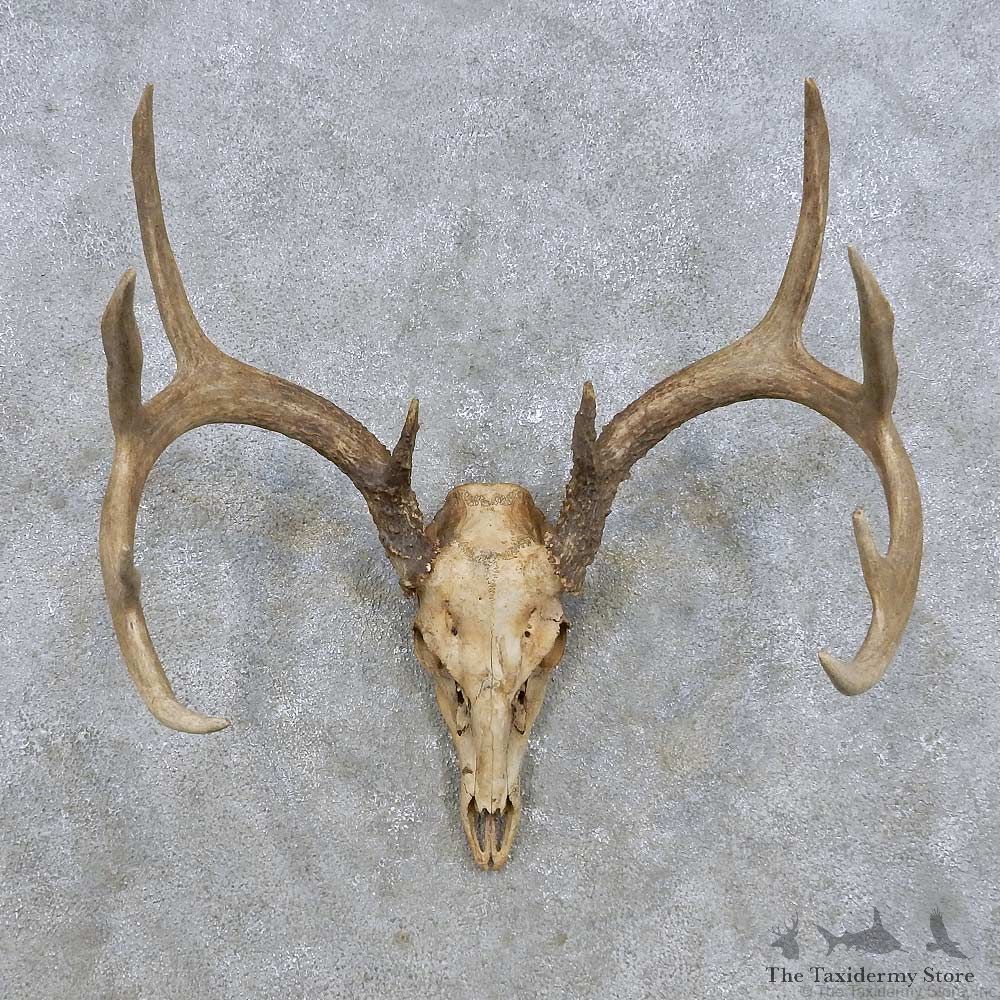 Whitetail Deer Skull & Antler European Taxidermy Mount For Sale