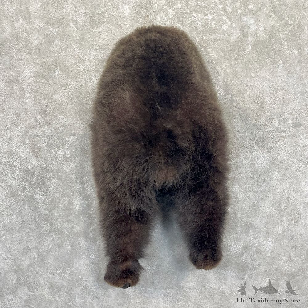 Grizzly Bear Novelty Butt Mount For Sale #27654 @ The Taxidermy Store