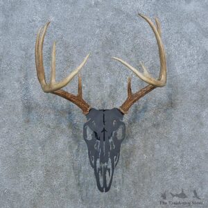 Whitetail Deer Antler Plaque Mount For Sale #15400 @ The Taxidermy Store