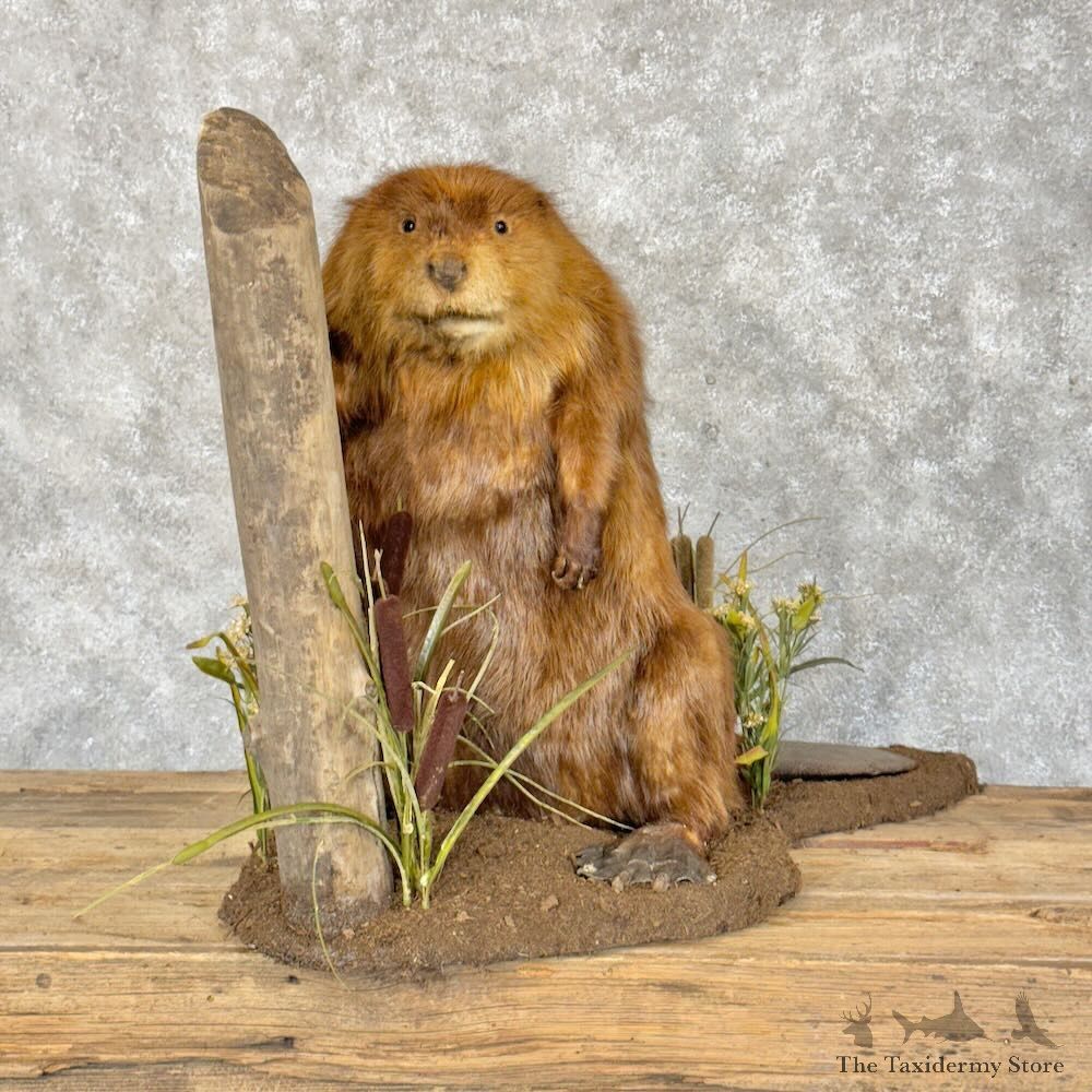 North American Beaver Mount For Sale #28794 @ The Taxidermy Store