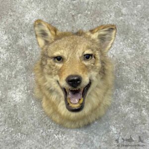 Coyote Shoulder Mount For Sale #31308 @ The Taxidermy Store