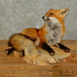 Red Fox Life-Size Mount For Sale #16405 @ The Taxidermy Store