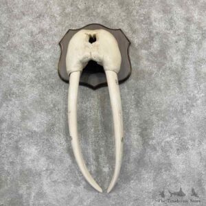 Scrimshaw Walrus Skull Tusks Decor For Sale #31561 @ The Taxidermy Store