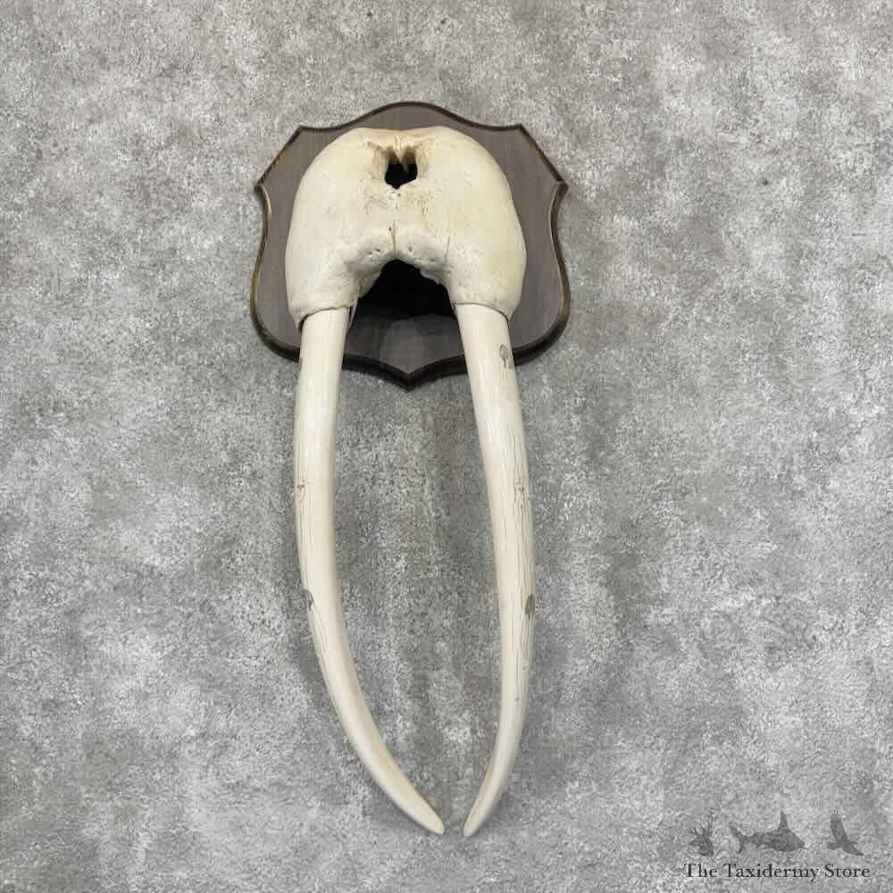 Scrimshaw Walrus Skull Tusks Decor For Sale #31561 @ The Taxidermy Store