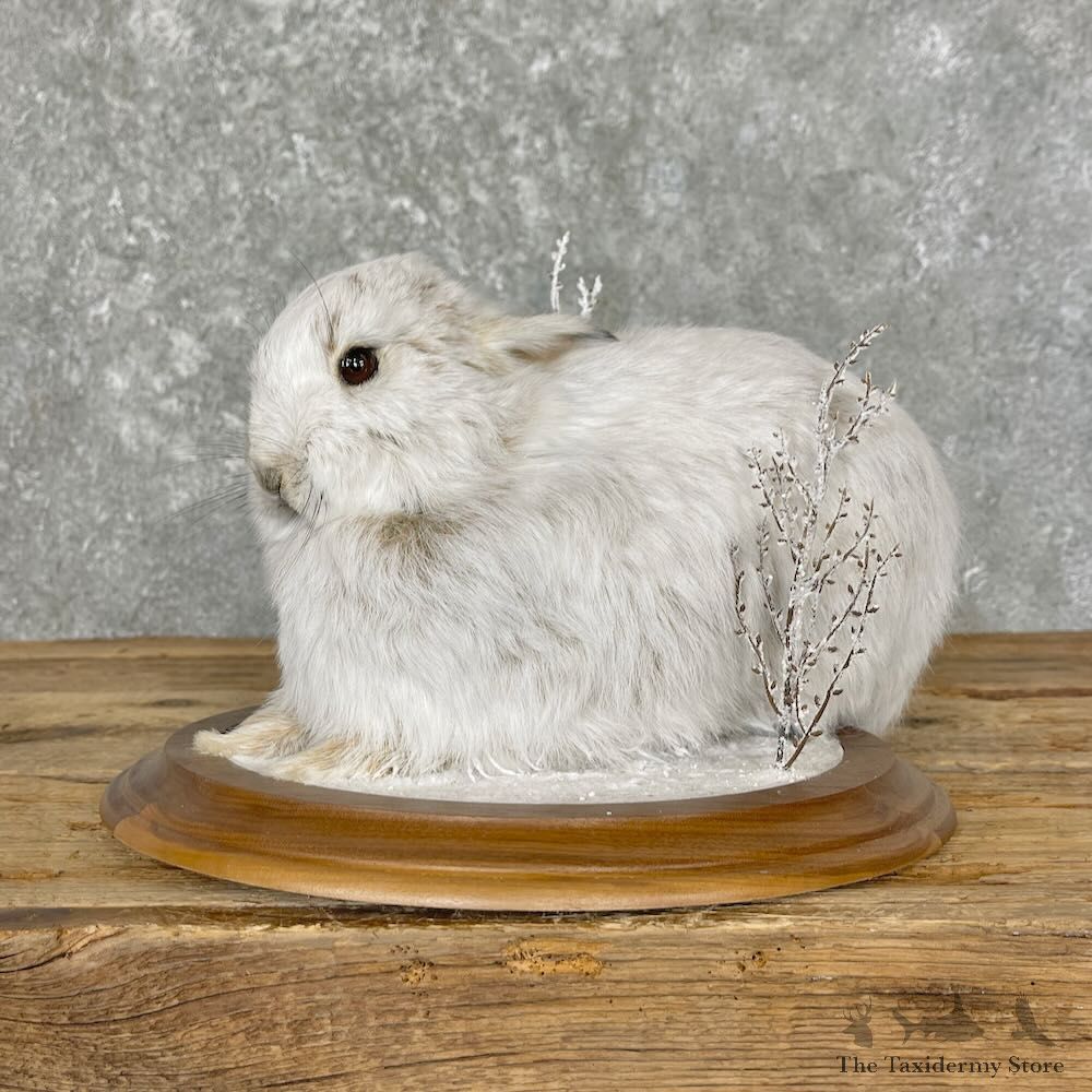 Snowshoe Hare Rabbit Mount For Sale #27607 @ The Taxidermy Store