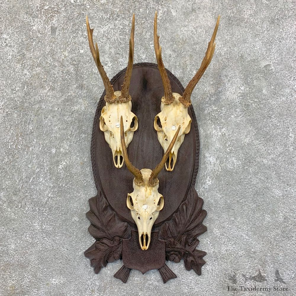 Roe Deer Plaque Mount For Sale #23561 @ The Taxidermy Store