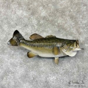 Largemouth Bass Fish Mount For Sale #30736 @ The Taxidermy Store