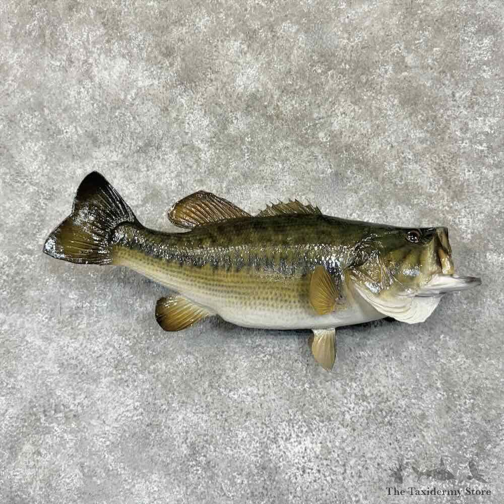 Largemouth Bass Fish Mount For Sale #30736 @ The Taxidermy Store