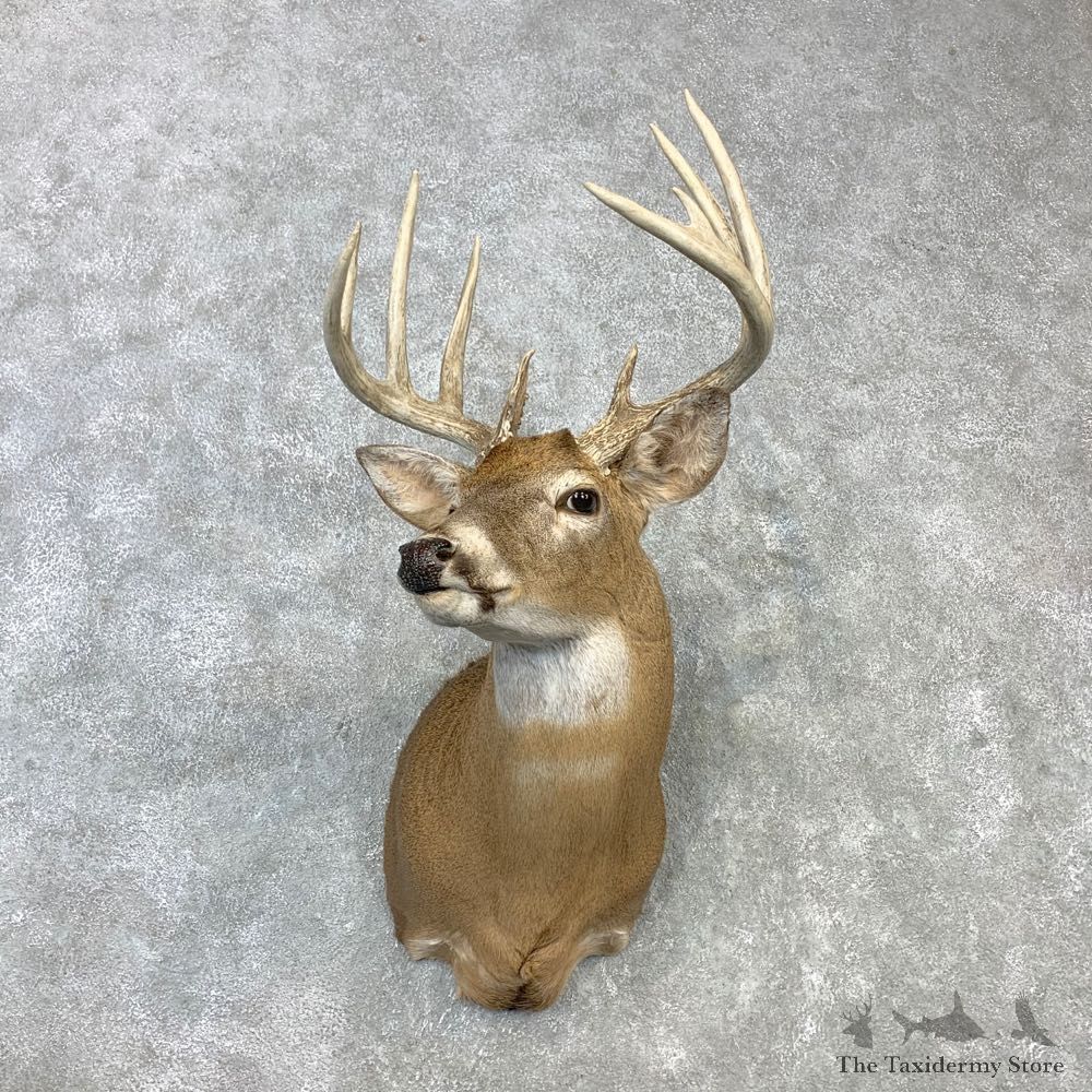 Whitetail Deer Shoulder Mount #23110 For Sale - The Taxidermy Store