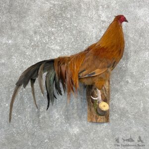 Domestic Chicken Rooster Bird Mount For Sale #24771 @ The Taxidermy Store