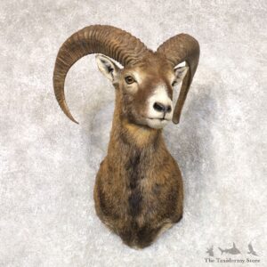 Mouflon Ram Shoulder Mount For Sale #22518 @ The Taxidermy Store