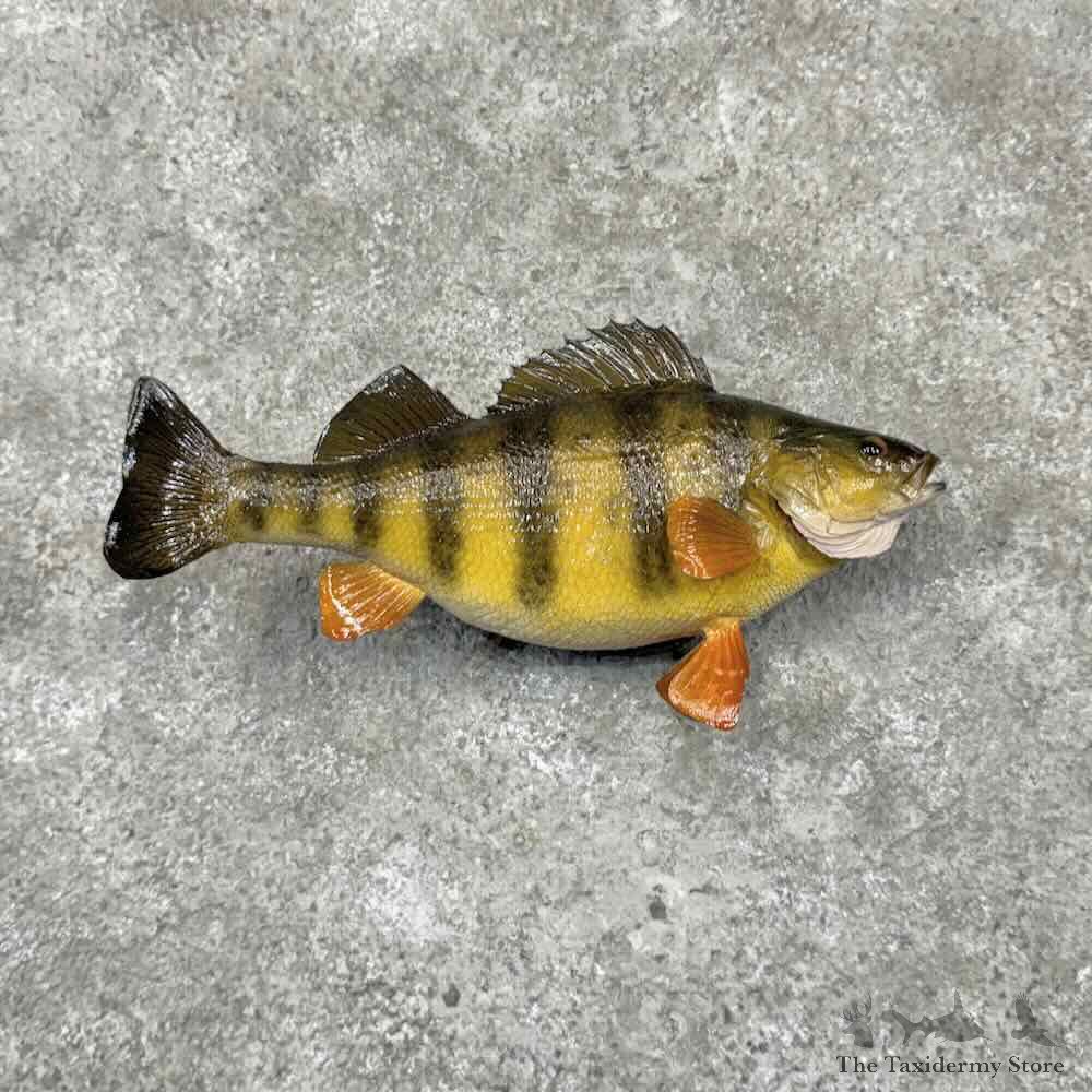 Yellow Perch Fish Mount For Sale #32103 @ The Taxidermy Store