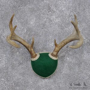 Whitetail Deer Taxidermy Leather Antler Mount #12437 For Sale @ The Taxidermy Store