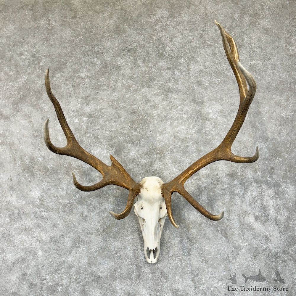 Rocky Mountain Elk Skull European Mount For Sale #29587 @ The Taxidermy Store
