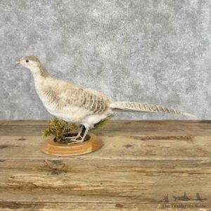 Buff Ringneck Pheasant Bird Mount For Sale #32030 @ The Taxidermy Store