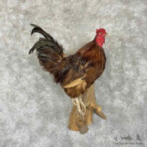 Domestic Chicken Rooster Bird Mount For Sale #30791 @ The Taxidermy Store
