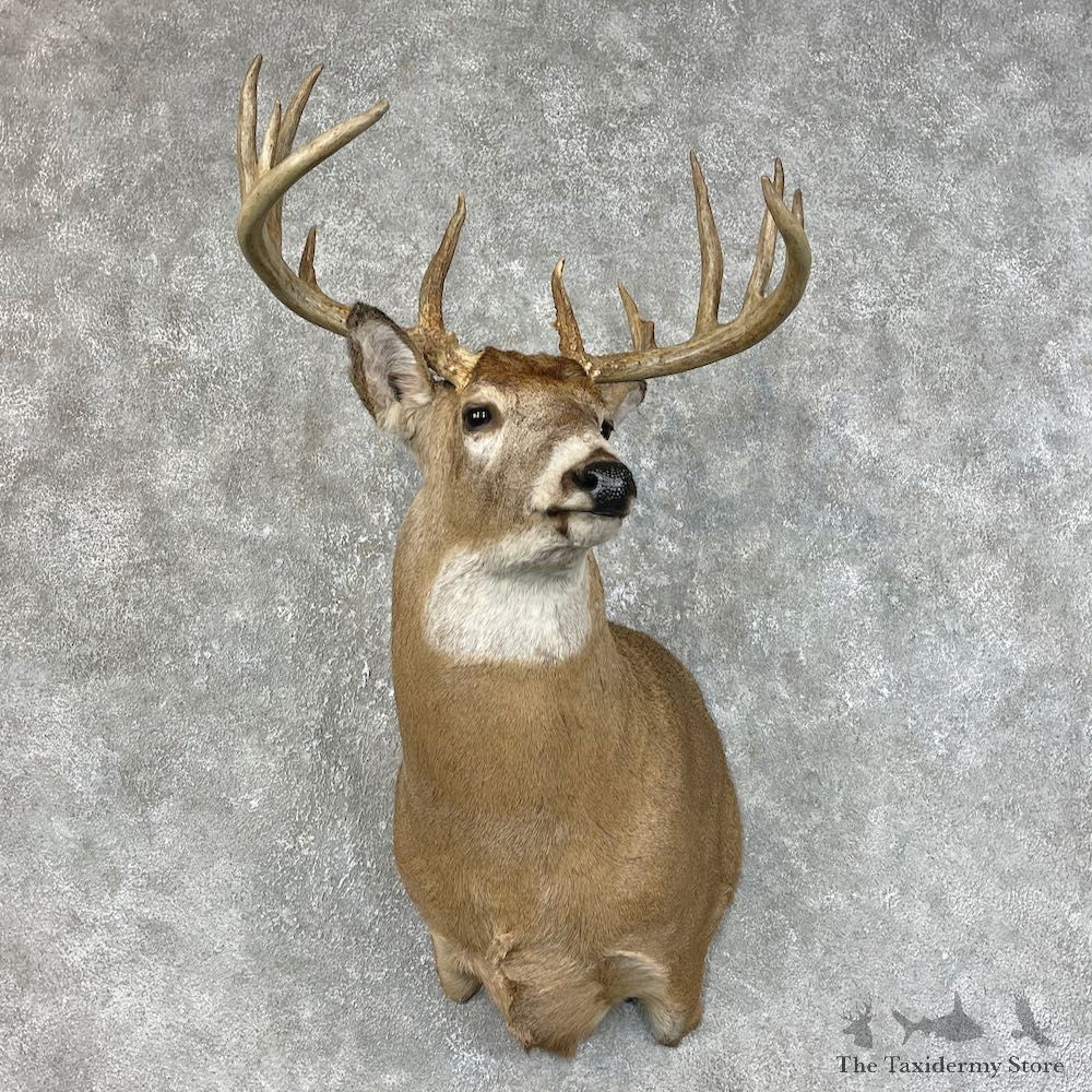 Whitetail Deer Shoulder Mount #25467 For Sale - The Taxidermy Store
